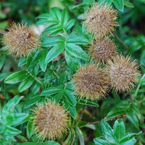 Acaena ‘Fluffy Tops’