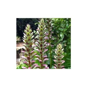 Acanthus Mollis Plant