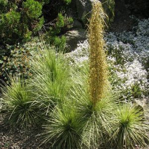 Aciphylla Subflabellata Plant