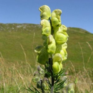 Aconitum Anthora Plant