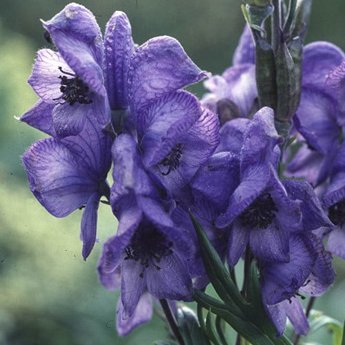 Aconitum Napellus” may be rephrased as “Monkshood