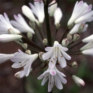 Agapanthus Africanus ‘Snowball’ Selection