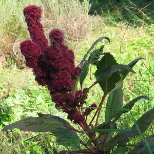 Amaranthus ‘Pointed Fingers’