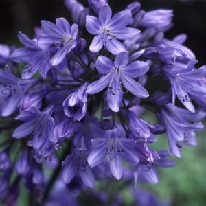 Massive Blue Agapanthus Africanus