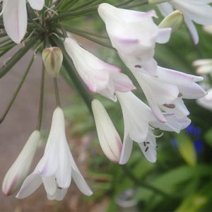 Blue Ideas Agapanthus Africanus