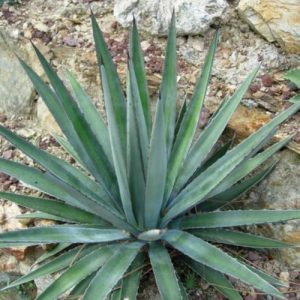 Funkiana Agave