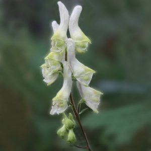 Krylow’s Aconite