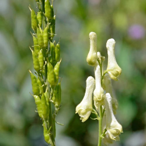 Lamarck’s Aconite