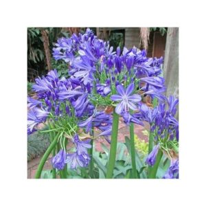 Massive Blue Agapanthus Praecox