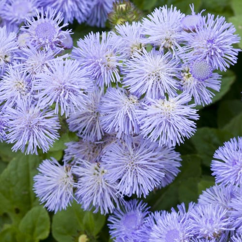 Mexican Ageratum