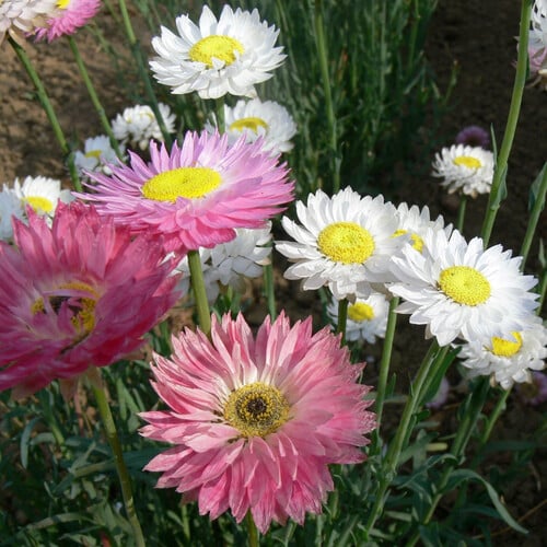 Blended Acroclinium Grandiflorum (Helipterum Roseum) Varieties