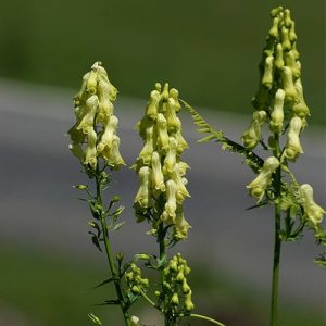 Blended Species of Aconitum