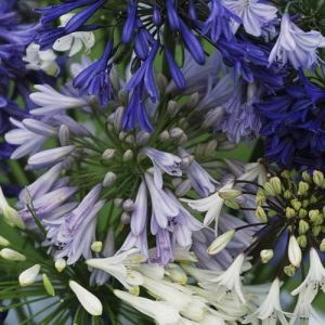 Blended Forms of Agapanthus