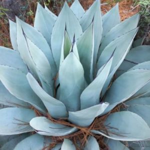 Monterey Blue Agave