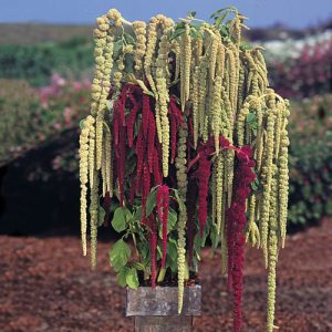 Pony Tails of Amaranthus Caudatus