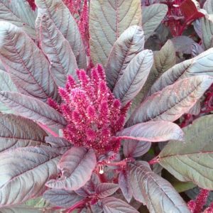 Pink Satan Amaranthus Caudatus