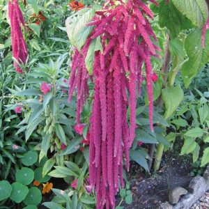 Pink Garnet Amaranthus Caudatus