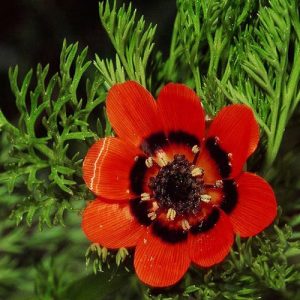 Summer season Pheasant’s Eye (Adonis Aestivalis)