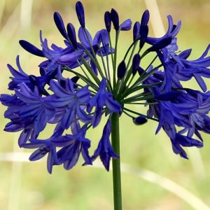 Sunfield Agapanthus