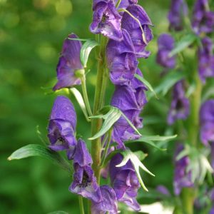 Tauricum Aconitum Napellus