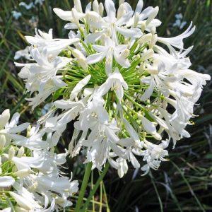 White Agapanthus Praecox