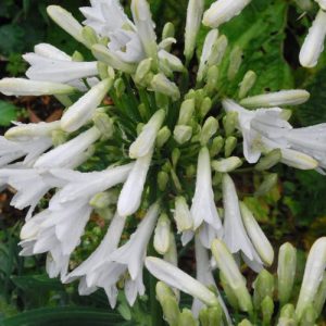 White Dwarf Agapanthus Africanus