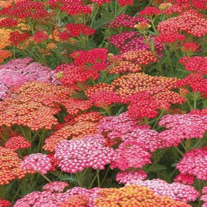 Yarrow Blended Selection